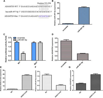 HOXC13-AS Induced Extracellular Matrix Loss via Targeting miR-497-5p/ADAMTS5 in Intervertebral Disc